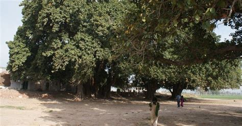 Banyan trees at Shah Bahlol Daryai stood witness to the sub-continent’s ...