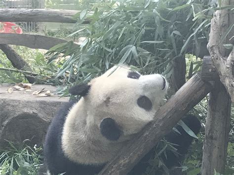 北京动物园网红大熊猫“突然头秃”，园方：已处理，正恢复生长中