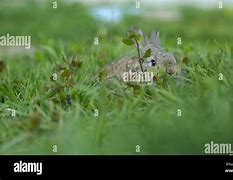 Image result for Easter Bunny Outline Free