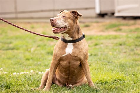 Big Shot Webcast Picture Gallery