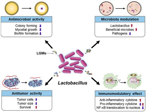 The Lactobacillus as a Probiotic: Focusing on Liver Diseases