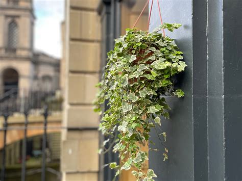 How to care for English Ivy Indoors – grow urban.