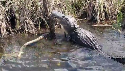 Image result for Alligator Python Battle