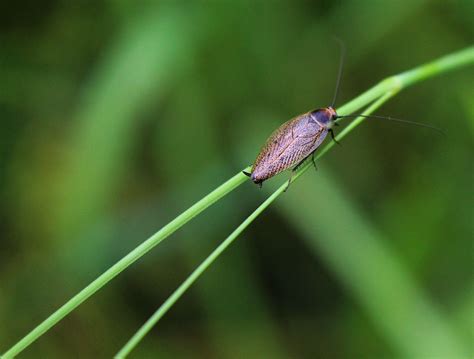 Image result for Cockroach Insect