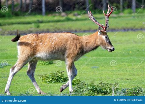 Pere David s deer stock photo. Image of vertebrate, park - 54250724