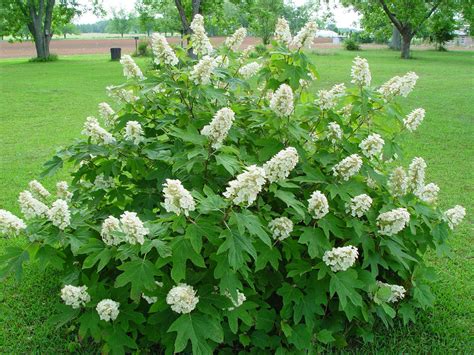 Hydrangea Quercifolia | Alice oakleaf hydrangea, Planting hydrangeas ...