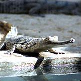 Tears for the crocodile