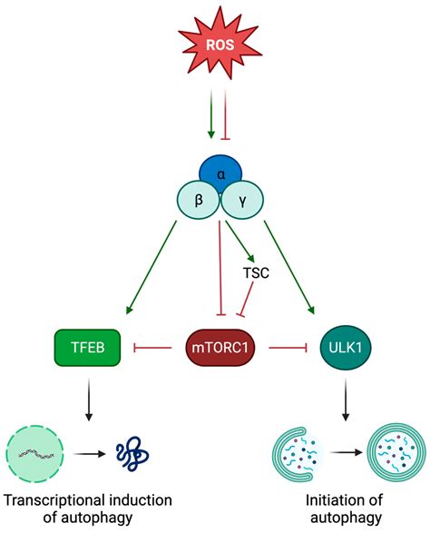Linking ROS Levels to Autophagy: The Key Role of AMPK