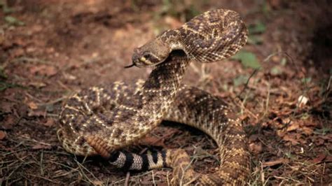 10 scariest snakes that are known to lurk around backyards