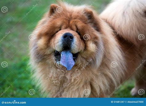 Blue Chow Dog