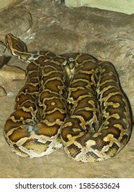 Image result for Burmese Python Head