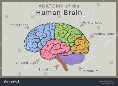 Brain Anatomy Function 的图像结果