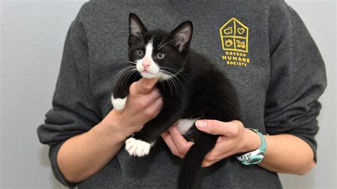 Salem Digital Radiology Project - Oregon Humane Society