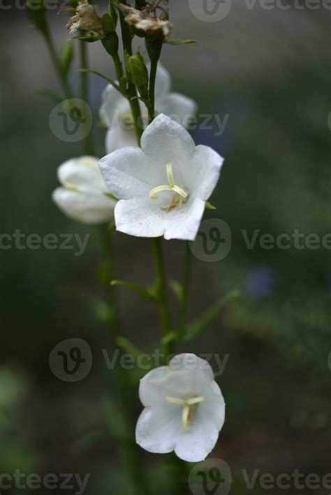 White Bell Flower