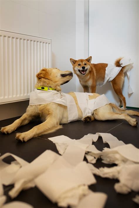 High angle dogs making mess with paper rolls | Free Photo