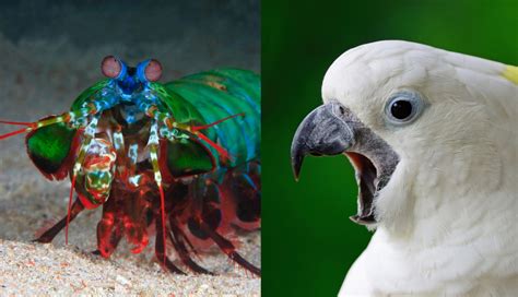 The 30 loudest animals in the world