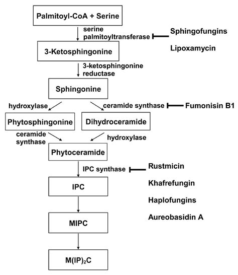 Innovations in Antifungal Drug Discovery among Cell Envelope Synthesis ...