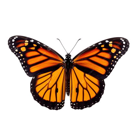 Monarch Butterfly Flying, Monarch, Butterfly, Flying PNG Transparent ...
