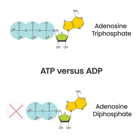 adenosina trifosfato y adenosina difosfato comparación y ciclo Ciencias vector educación ...