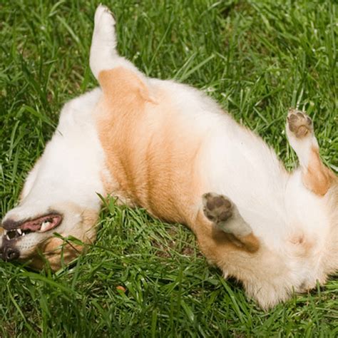 Does Dog Pee Smell Fishy