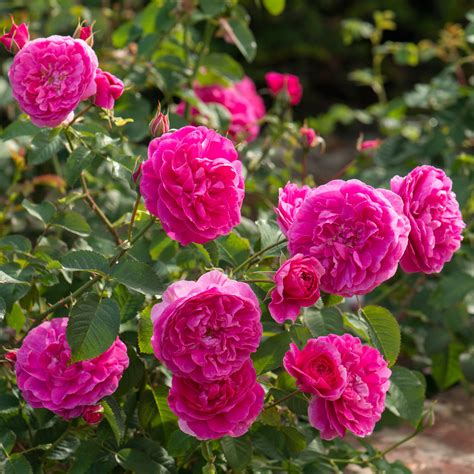 England's Rose | English Shrub Rose | David Austin Roses