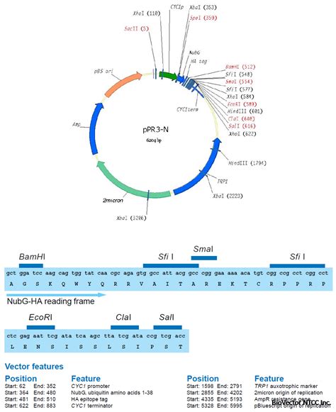 ppR3 Vector 的图像结果