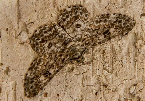 Free Images : rock, wing, wood, trunk, wall, wildlife, wild, pattern, brown, soil, moth, cream ...