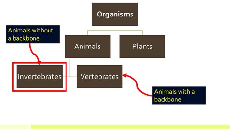 Why Is Classification of Animals Needed 的图像结果