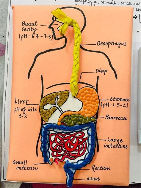 Image result for Digestive System Using Clay