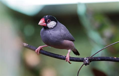 Java Sparrow Calls 的图像结果
