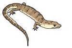 Image result for Common Collared Lizard How to Draw
