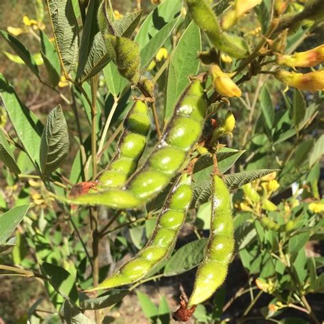 Pigeon Pea. An excellent legume which we use as a nurse plant for young ...