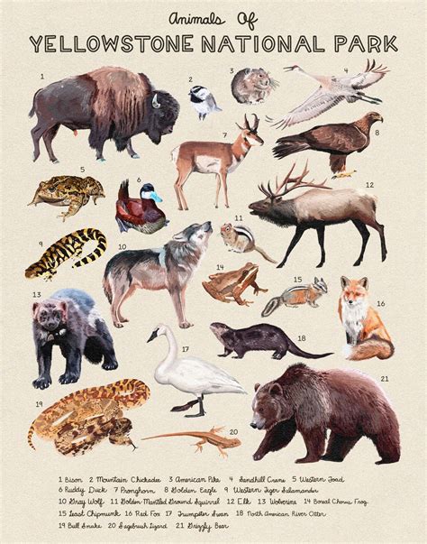 Yellowstone National Park Animals at Stephanie Reynolds blog