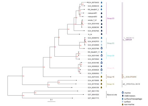Phylogeny and Metabolic Potential of the Candidate Phylum SAR324