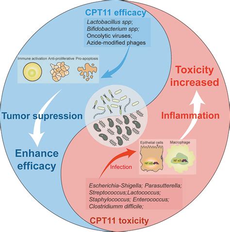 Frontiers | Microbiota-Host-Irinotecan Axis: A New Insight Toward Irinotecan Chemotherapy
