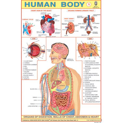 HUMAN BODY (PART I) SIZE 24 X 36 CMS CHART NO. 46