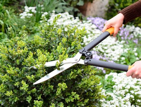 How to Properly Prune Boxwood Shrubs