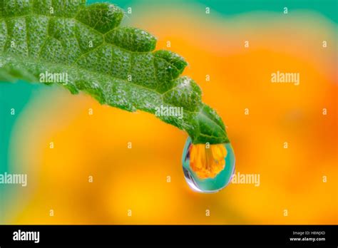 Image result for Raindrop Refraction