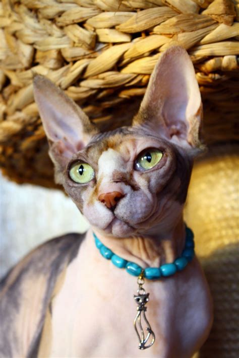 Kanad. Sphynx