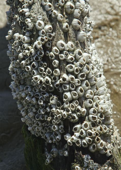 Barnacles