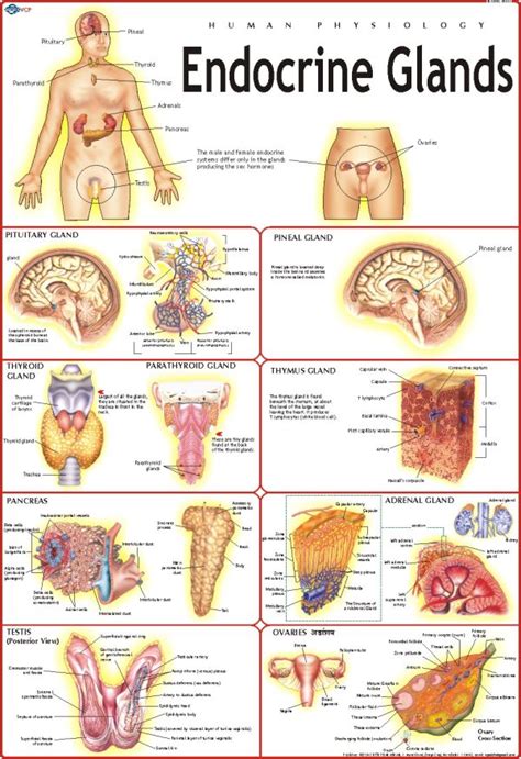 Image result for Endocrine System Table