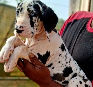 Great Dane Price In Pune - Best For Pets