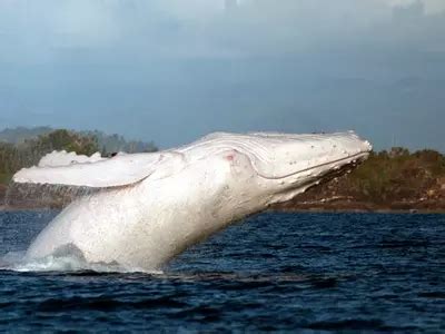 Watch: Migaloo, The Australian Albino Humpback Whale Spotted Again, Is ...