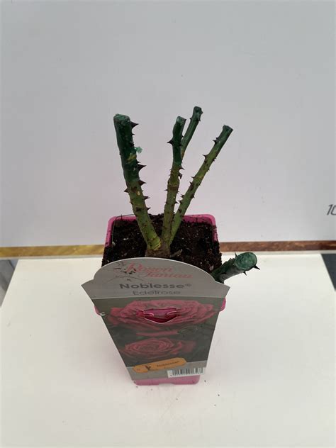 ΤΡΙΑΝΤΑΦΥΛΛΙΑ Rosa Noblesse® Rosen Tantau ΑΡΩΜΑΤΙΚΗ – Green Mall