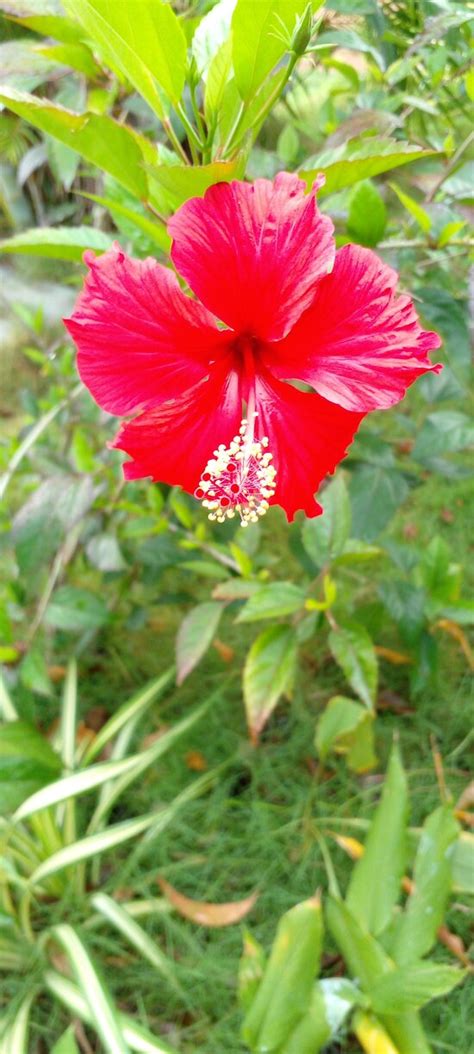 FUN NIGHT SIGIRIYA - Hostel Reviews & Photos - Tripadvisor