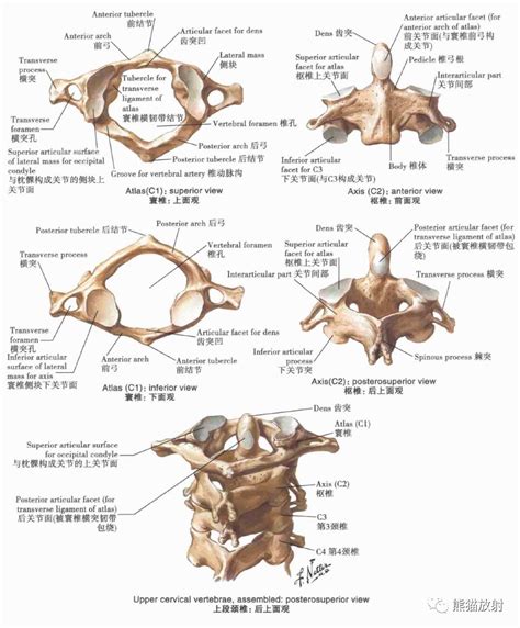 Image result for Vertebrae Alignment