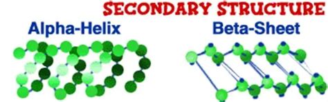 Building Proteins from Amino Acid Chains