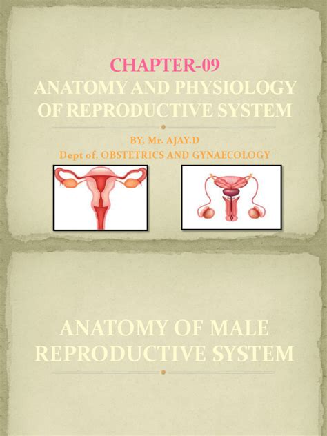 Image result for Male Reproduction System Textbook