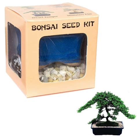 Buy Eve's Dwarf Japanese Juniper Bonsai Seed Kit, Woody, Complete Kit ...