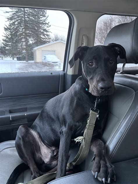Doberman Mix With Pitbull